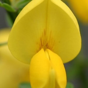 2 x genêt  - cytisus 'golden sunlight'  - 40-60 cm pot