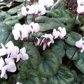 6 x cyclamen de naples  - cyclamen hederifolium 'album'  - godet 9x9 cm