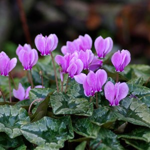6 x cyclamen de naples  - cyclamen hederifolium 'white pearls'  - godet 9x9 cm