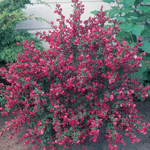 2 x genêt  - cytisus 'hollandia'  - 40-60 cm pot