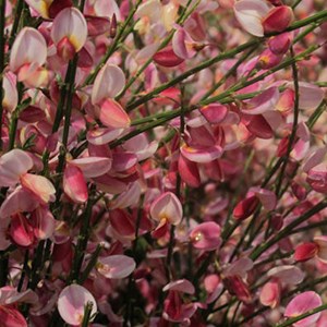 2 x genêt  - cytisus 'hollandia'  - 40-60 cm pot