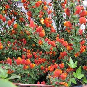 2 x genêt  - cytisus 'lena'  - 40-60 cm pot