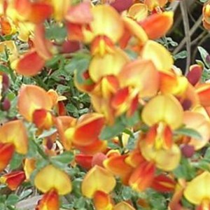 2 x genêt  - cytisus 'lena'  - 40-60 cm pot