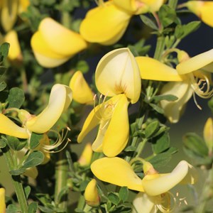 2 x genêt  - cytisus 'luna'  - 40-60 cm pot