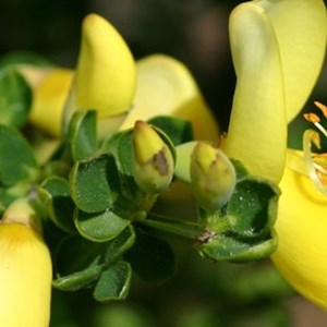 2 x genêt  - cytisus 'luna'  - 40-60 cm pot