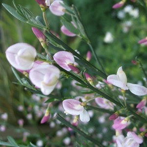 2 x genêt  - cytisus 'moyclare pink'  - 40-60 cm pot