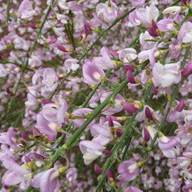 2 x genêt  - cytisus 'moyclare pink'  - 40-60 cm pot