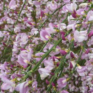 2 x genêt  - cytisus 'moyclare pink'  - 40-60 cm pot