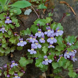 6 x ruine de rome - cymbalaria muralis  - godet 9x9 cm