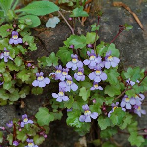 6 x ruine de rome - cymbalaria muralis  - godet 9x9 cm