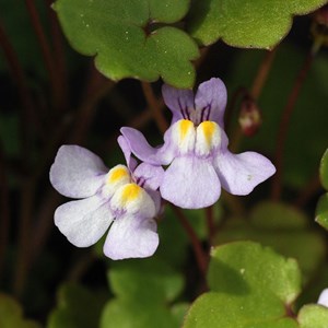 6 x ruine de rome - cymbalaria muralis  - godet 9x9 cm