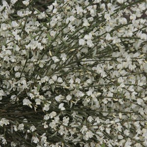 2 x genêt précoce  - cytisus praecox 'albus'  - 40-60 cm pot