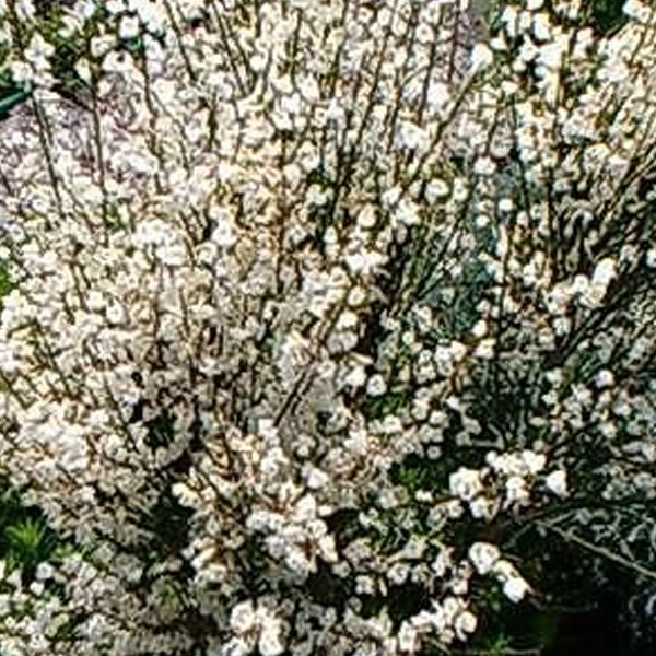 Arborix - 2 x genêt précoce  - cytisus praecox 'albus'  - 40-60 cm pot