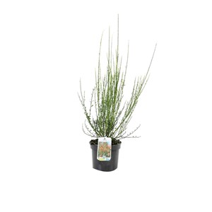 2 x genêt  - cytisus 'palette'  - 40-60 cm pot