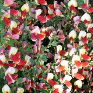 2 x genêt  - cytisus 'palette'  - 40-60 cm pot