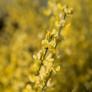 2 x genêt précoce  - cytisus praecox 'allgold'  - 40-60 cm pot