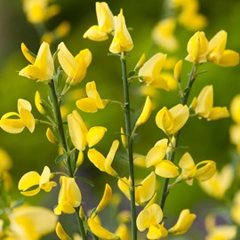 2 x genêt précoce  - cytisus praecox 'allgold'  - 40-60 cm pot