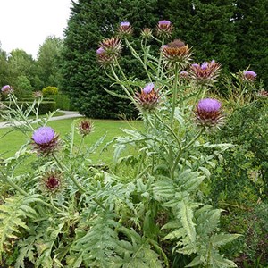 6 x artichaut - cynara scolymus  - godet 9x9 cm