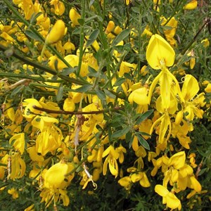 2 x genêt  - cytisus scoparius 'vanesse'  - 40-60 cm pot