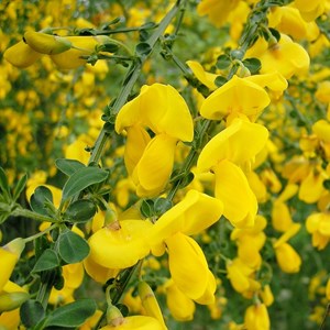 2 x genêt  - cytisus scoparius 'vanesse'  - 40-60 cm pot