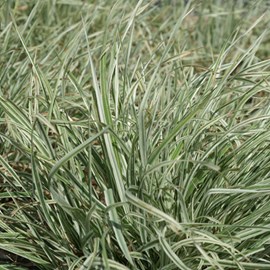 Dactylis glomerata 'variegata' - godet 9x9 cm
