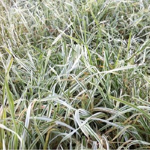 Dactylis glomerata 'variegata' - godet 9x9 cm