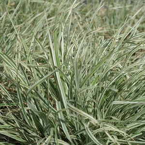 Dactylis glomerata 'variegata' - godet 9x9 cm