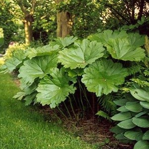 6 x rhubarbe indienne - darmera peltata  - godet 9x9 cm