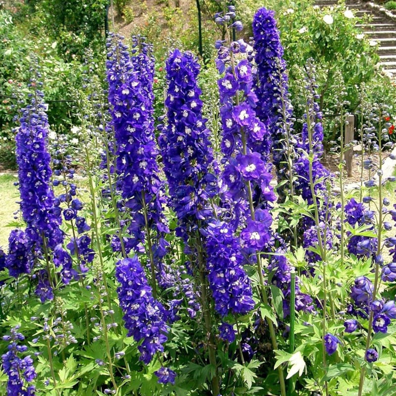 6 x pied d'alouette belladone - delphinium 'king arthur' - godet 9x9 cm