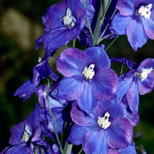 6 x pied d'alouette belladone  - delphinium 'king arthur'  - godet 9x9 cm