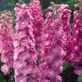 6 x pied d'alouette belladone  - delphinium 'astolat'  - godet 9x9 cm