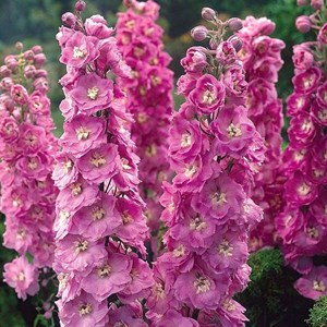 6 x pied d'alouette belladone  - delphinium 'astolat'  - godet 9x9 cm