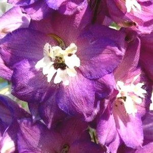 6 x pied d'alouette belladone  - delphinium 'astolat'  - godet 9x9 cm
