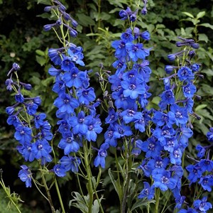 6 x pied d'alouette belladone  - delphinium 'blue bird'  - godet 9x9 cm
