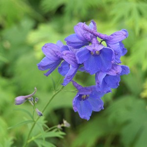 6 x pied d'alouette belladone  - delphinium 'bellamosum'  - godet 9x9 cm