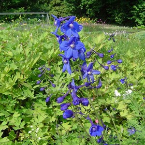 6 x pied d'alouette belladone  - delphinium 'bellamosum'  - godet 9x9 cm