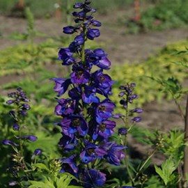 6 x pied d'alouette belladone  - delphinium 'black knight'  - godet 9x9 cm