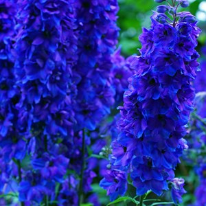 6 x pied d'alouette belladone  - delphinium 'black knight'  - godet 9x9 cm