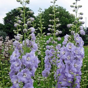 6 x pied d'alouette belladone  - delphinium 'camelliard'  - godet 9x9 cm