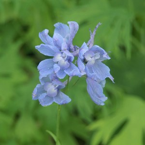 6 x pied d'alouette belladone  - delphinium 'cliveden beauty'  - godet 9x9 cm