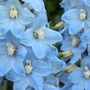6 x pied d'alouette belladone  - delphinium 'cliveden beauty'  - godet 9x9 cm