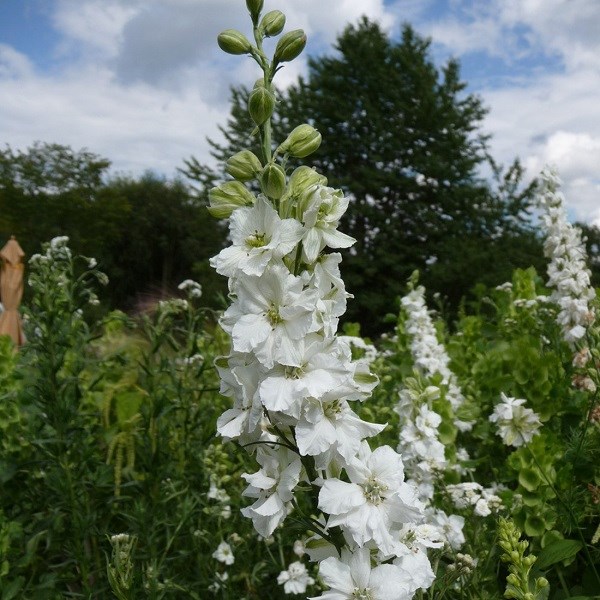 Arborix - 6 x pied d'alouette belladone  - delphinium 'casablanca'  - godet 9x9 cm