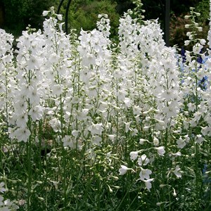 6 x pied d'alouette belladone  - delphinium 'casablanca'  - godet 9x9 cm