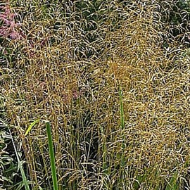6 x canche cespiteuse  - deschampsia cespitosa 'bronzeschleier'  - godet 9x9 cm