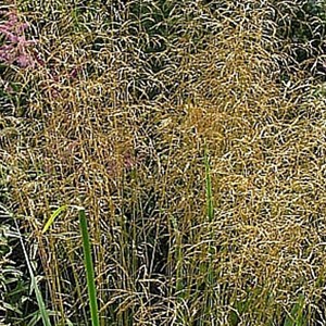 6 x canche cespiteuse  - deschampsia cespitosa 'bronzeschleier'  - godet 9x9 cm