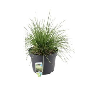 6 x canche cespiteuse  - deschampsia cespitosa 'bronzeschleier'  - godet 9x9 cm