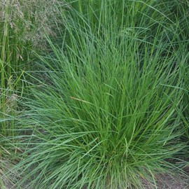 6 x canche cespiteuse - deschampsia cespitosa  - godet 9x9 cm