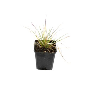 6 x canche cespiteuse - deschampsia cespitosa  - godet 9x9 cm