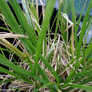 6 x canche cespiteuse  - deschampsia cespitosa 'goldschleier'  - godet 9x9 cm