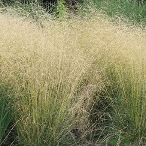 6 x canche cespiteuse  - deschampsia cespitosa 'goldschleier'  - godet 9x9 cm